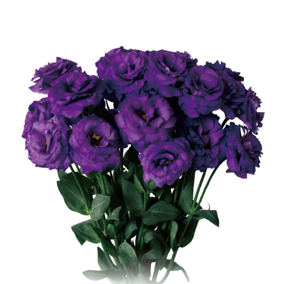 トルコキキョウユーストマ苗在庫